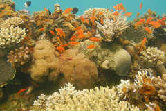Alignment-to-global-Conservation-goals